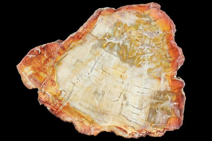 Petrified Wood (Araucaria) Slab - Madagascar #119474